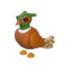 Brown-Chested Pheasant